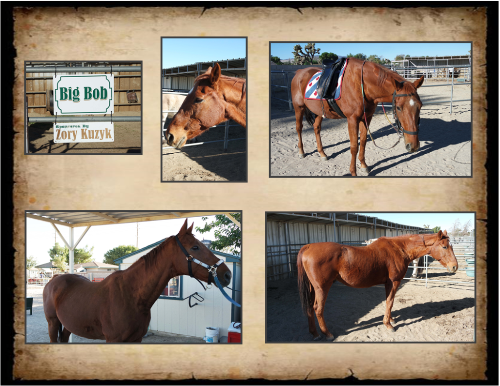 Trusty Steeds Saddle Up Therapeutic Riding StablesSaddle Up