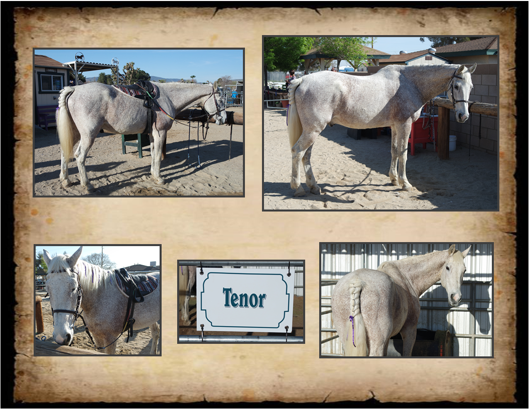 Trusty Steeds Saddle Up Therapeutic Riding StablesSaddle Up