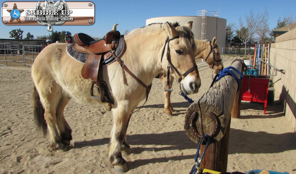 Saddle Up Therapeutic Riding Stables